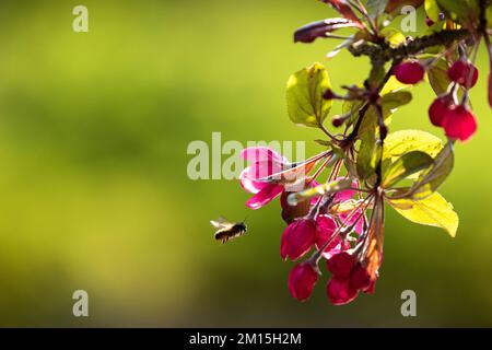 Die zarten rosa Blüten einer Krabbe werden von einer Biene angegriffen. Stockfoto