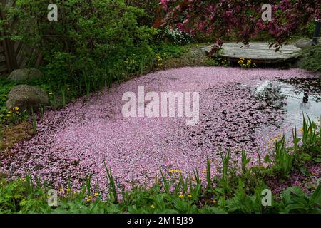 Ein Teppich aus rosafarbenen Blütenblättern schwimmt auf dem Wasser eines Gartenteichs. Stockfoto