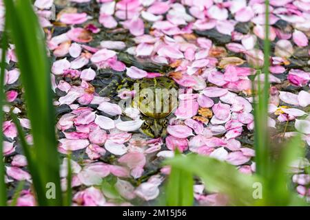 Zwei Teichfrösche kratzen aufeinander, ihre Köpfe schauen aus einem Meer von rosa Blütenblättern, die auf dem Wasser eines Teiches schweben. Stockfoto