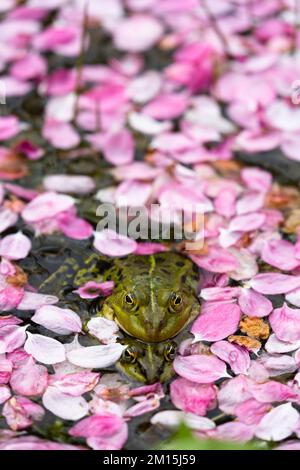 Zwei Teichfrösche kratzen aufeinander, ihre Köpfe schauen aus einem Meer von rosa Blütenblättern, die auf dem Wasser eines Teiches schweben. Stockfoto