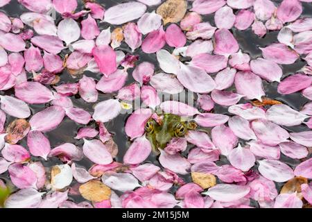 Ein Frosch aus einem Teich schaut aus einem Meer rosa Blütenblätter, die auf dem Wasser eines Teiches schweben. Stockfoto