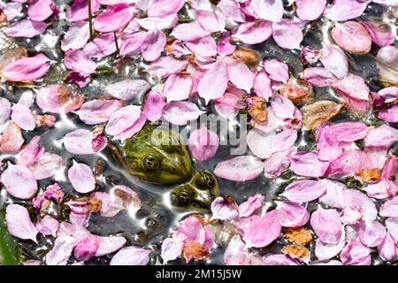 Zwei Teichfrösche kratzen aufeinander, ihre Köpfe schauen aus einem Meer von rosa Blütenblättern, die auf dem Wasser eines Teiches schweben. Stockfoto