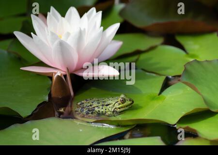In einem Teich sitzt ein grüner Frosch auf einer Seerose vor einer Seerose. Stockfoto