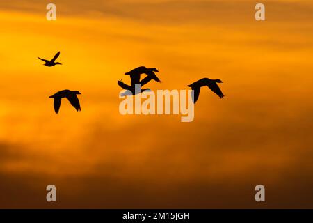 Snow Gans (Chen caerulescens) Silhouette at Sunset, Gray Lodge Wildlife Area, Kalifornien Stockfoto