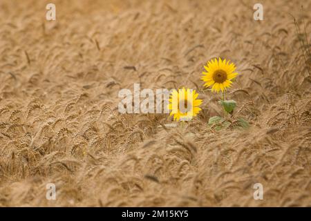 Sonnenblumen auf dem Weizenfeld Stockfoto