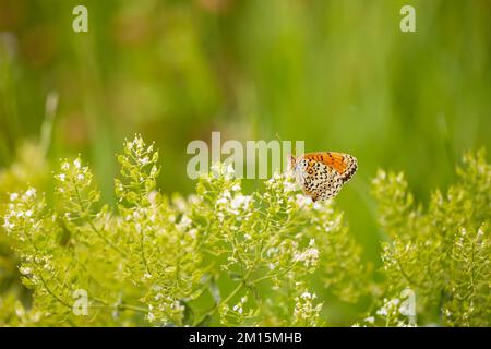 Nahaufnahme einer flockenblume fritillary, Melitaea phoebe, Schmetterling ruht und die Bestäubung in hellem Sonnenlicht. Stockfoto