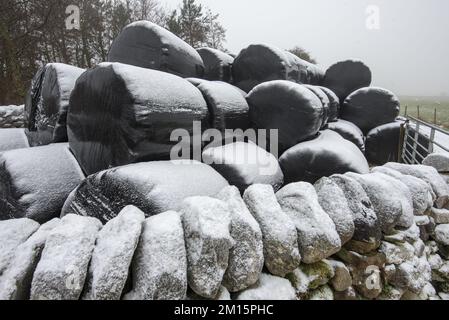 Frost über Nacht auf schwarzen Polywickelballen mit Winterfutter, Back Lane Long Preston Yorkshire Dales National Park. Kunststoffe in der Landwirtschaft. Stockfoto