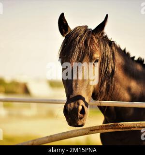 Porträt eines schwarzen Pferdes im Freien. Nahaufnahme des Gesichts an sonnigen Tagen. Stockfoto