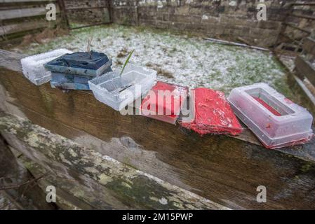 Gebrauchte und jetzt verbrauchte farbige Schafsknochen, die dazu verwendet wurden, anzugeben, welche Mutterschafe beim Stillen waren. Das Kunststoffgehäuse passt in den Kabelbaum des Zylinders. Stockfoto