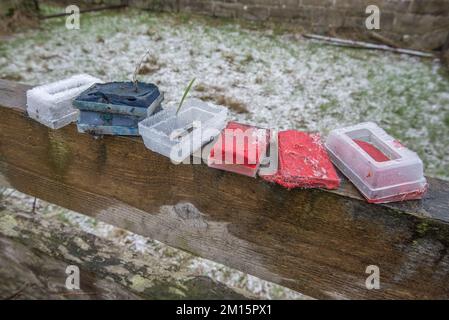 Gebrauchte und jetzt verbrauchte farbige Schafsknochen, die dazu verwendet wurden, anzugeben, welche Mutterschafe beim Stillen waren. Das Kunststoffgehäuse passt in den Kabelbaum des Zylinders. Stockfoto