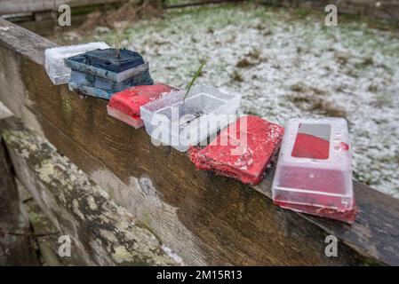 Gebrauchte und jetzt verbrauchte farbige Schafsknochen, die dazu verwendet wurden, anzugeben, welche Mutterschafe beim Stillen waren. Das Kunststoffgehäuse passt in den Kabelbaum des Zylinders. Stockfoto