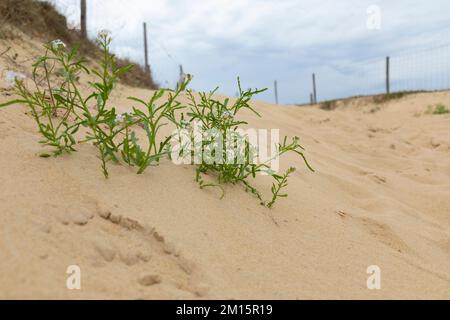 Côte Sauvage, Charente-Maritime, Frankreich, Europa. Stockfoto