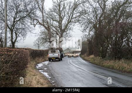 Ein Bedarf an frischem Weideland erfordert manchmal, dass Schafe auf Straßen transportiert werden. Es braucht nur etwas Pflege und etwas Geben und Nehmen. Stockfoto