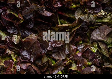 Vollbild von oben mit frischen, nassgrünen und lila Salatblättern Stockfoto