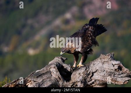 Seitlicher Blick auf den eleganten goldenen Adler, der in den Pyrenäen auf einem hölzernen Kofferraum sitzt Stockfoto