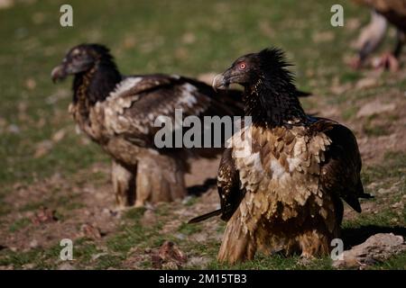 Wilde bärtige Geier schwärmen an sonnigen Tagen auf dem Feld auf Gras Stockfoto