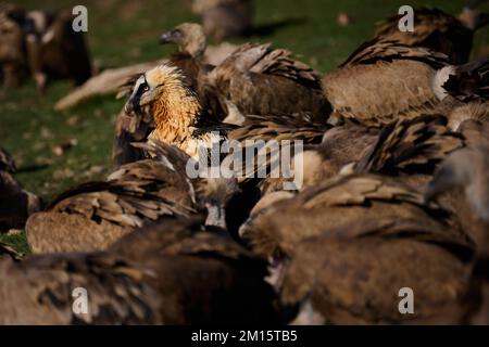 Wilde bärtige Geier schwärmen an sonnigen Tagen auf dem Feld auf Gras Stockfoto