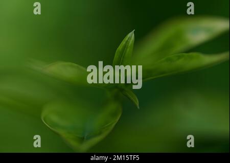 Nahaufnahme eines frischen grünen Blatts exotischer Pflanzen im Garten Stockfoto