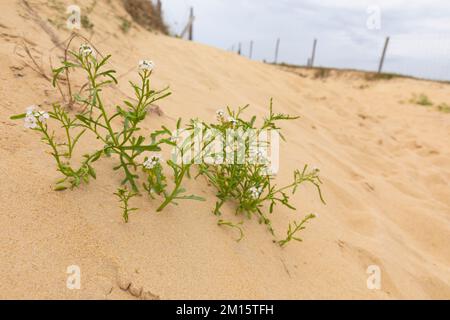 Côte Sauvage, Charente-Maritime, Frankreich, Europa. Stockfoto