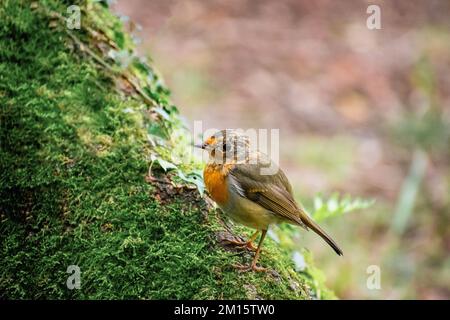 Seitenansicht eines kleinen Rotkehlkopfes mit Orangenhalsausschnitt, der auf einem mossgrünen Baumstamm im Wald sitzt Stockfoto
