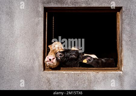 Süße Kälberköpfe, die aus dem Fenster eines sonnenbeleuchteten Betonstalls auf dem Hof auf dem Weg nach St. James in Galicien, Spanien, gucken Stockfoto