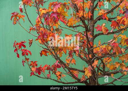 Herbstbaum mit dunklem Stamm und Zweigen in mehrfarbigen gelben und roten Blättern an der grünen Wand des Hauses Stockfoto