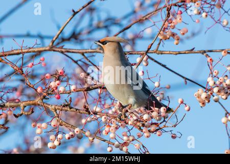 Wachsfisch (Bombycilla garrulus) Fütterung von Rowan-Beeren, Inverurie, Aberdeenshire, Schottland, Vereinigtes Königreich Stockfoto