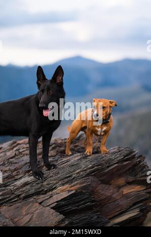 Süße braune und schwarze Hunde stehen auf steinigen Klippen vor einem Bergrücken unter bewölktem Himmel Stockfoto