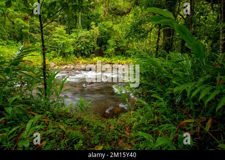 Malerischer Blick auf den Fluss durch grüne, üppige Bäume, die im Dschungel von Costa Rica wachsen Stockfoto
