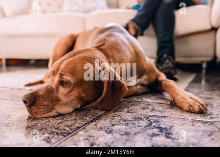 Der anonyme Besitzer der Ernte ruht sich auf dem Sofa aus, während der braune Haushund tagsüber auf dem Teppich liegt Stockfoto