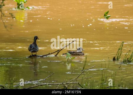 Ein Mann und eine Frau aus Holz Enten in den Feuchtgebieten, eine ist im Wasser schwimmen und die andere ist aus dem Wasser und ruht auf einem Ast, aber beide sind es Stockfoto