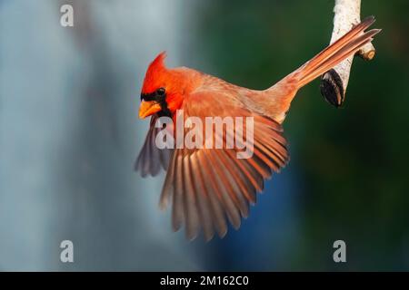 Nordkardinalflug Stockfoto