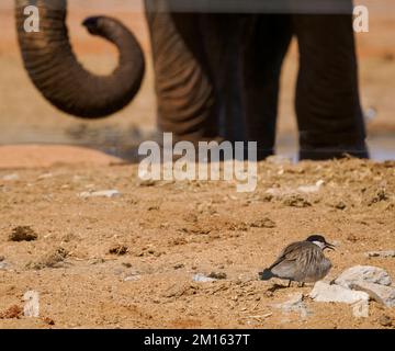 Der Dornflügelpflover Vanella spinosus befindet sich in seinem prekären Nest an einem geschäftigen Wasserloch, das von Elefanten und anderen Tieren besucht wird - dem Tsavo-Nationalpark Kenia Stockfoto