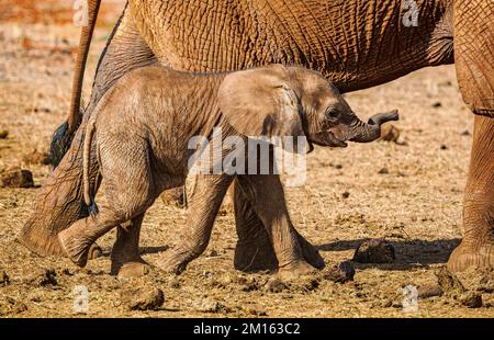 Der afrikanische Baby-Elefant Loxodonta africanus nähert sich einem Wasserloch im Tsavo-Nationalpark in Kenia Stockfoto