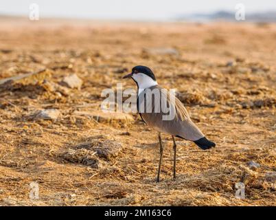 Sporenflügelpflover oder Lapwing Vanella Spinosus im Tsavo East National Park Kenya Stockfoto