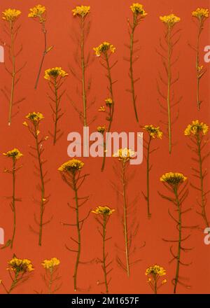 Oshibana Florie botanisch gepresste Blumenkunst. Zusammensetzung trockener Pflanzen. Gelber Blumenrahmen auf orangefarbenem Hintergrund. Stockfoto