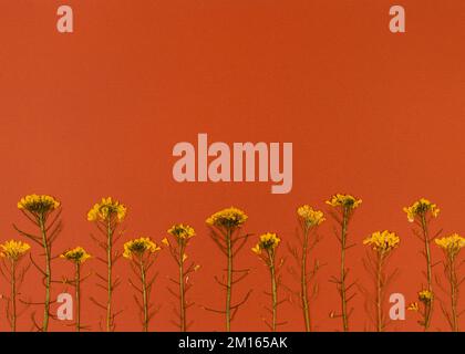 Oshibana Florie botanisch gepresste Blumenkunst. Zusammensetzung trockener Pflanzen. Gelber Blumenrahmen auf orangefarbenem Hintergrund. Stockfoto