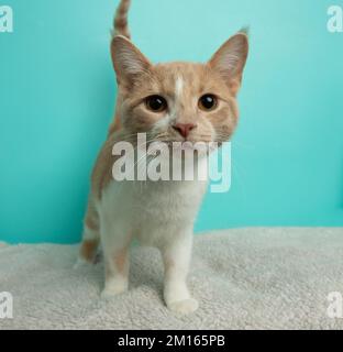 Süße orange-weiße Kätzchen, die neugierig ist Stockfoto