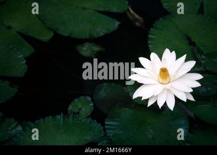 White Water Lily Blooming im Frühling in Pond Surrey England Stockfoto