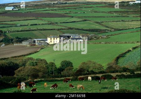 Cornwall England St Just Village Farmland und Landschaftskühe, die auf dem Feld weiden Stockfoto
