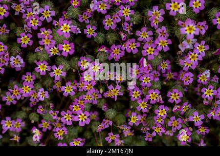 Pinkfarbene Kleeblümchen mit gelben Mittelpunkten decken das Hintergrundbild ab Stockfoto