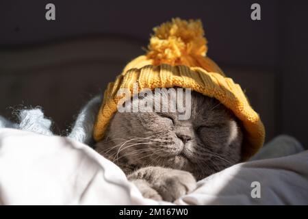 Britische Kurzhaarkatze mit gelbem Strickmütze, die an einem kalten Wintertag auf dem Bett liegt. Stockfoto