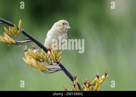 Europäische grünfink Carduelis chloris Jugendlicher auf Garden Flower Hampshire England gehockt Stockfoto