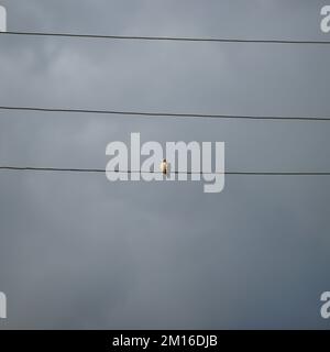 Eine Taube sitzt auf einem elektrischen Draht gegen einen dunkelgrauen, wolkigen Himmel. Stockfoto