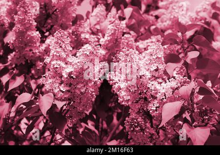 Zweige von violetten Flieder und grünen Blättern. Hintergrund mit wunderschön blühendem Zweig aus Flieder Bild in Viva Magenta, Farbe des 2023. Jahres Stockfoto