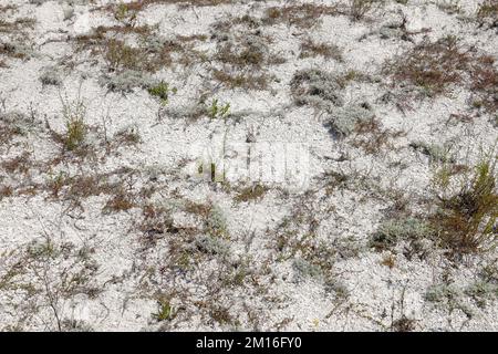 Kalksteinbruch im Kreidebergbau. Tagebaukreide mit trockenen grünen Büschen in Hügeln. Hintergrundbild mit weißer Steintextur Stockfoto