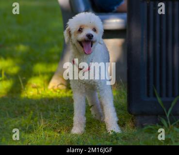 Bichón Frisé stand auf dem Rasen mit ausgestreckter Zunge Stockfoto