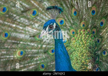 Porträt eines männlichen indischen Pfauenbaums (Pavo cristatus) in einem Werbespot in einem Park. Marokko. Stockfoto