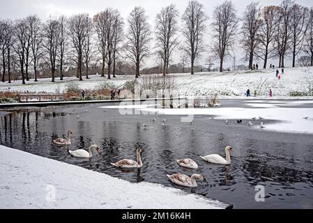 Schwäne auf dem Teich an einem verschneiten, winterlichen Tag im Inverleith Park, Edinburgh, Schottland, Großbritannien. Stockfoto