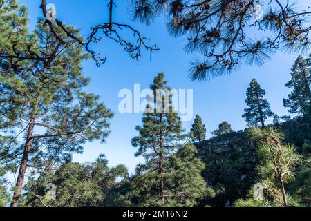 Pinus canariensis, die Kiefer der Kanarischen Inseln, ist eine Art von Gymnosperma in der Nadelfamilie Pinaceae auf der Insel Teneriffa. Stockfoto